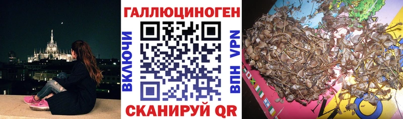 Купить где  Олонец  Галлюциногенные грибы GOLDEN TEACHER 